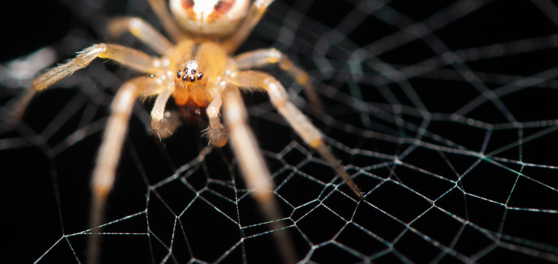Spider in its net