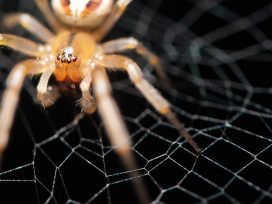 Spider in its net