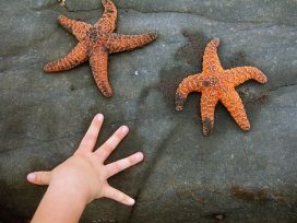 A kid's hand on the beach next to starfish
