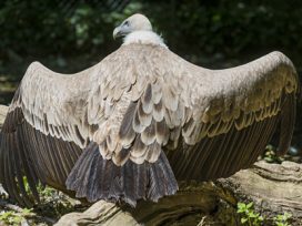 Vulture