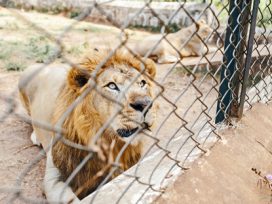 lion in a cage