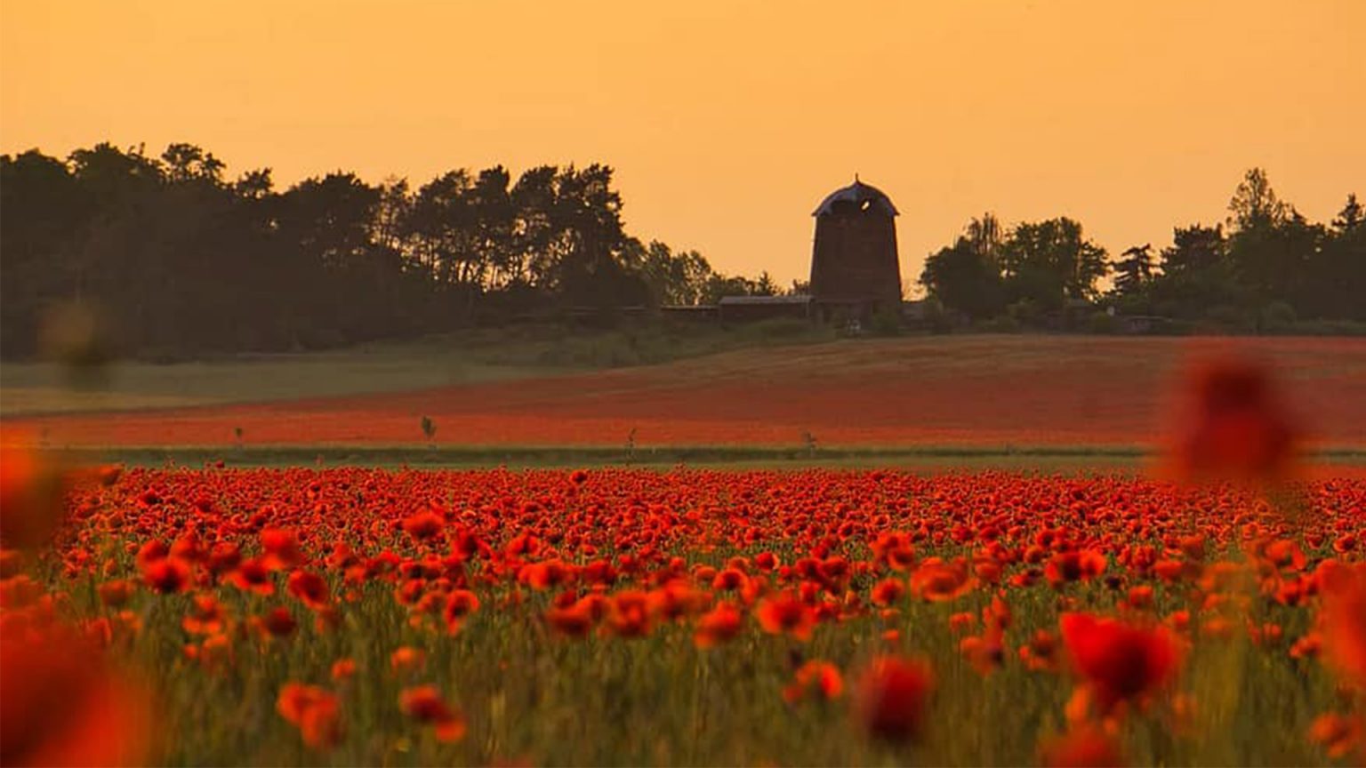 'Nee! Nee!' Eurozine