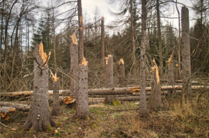 Ghost forests