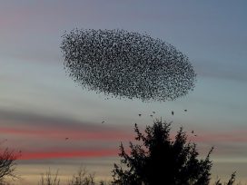 Cover for: On starlings and the thermodynamics of life