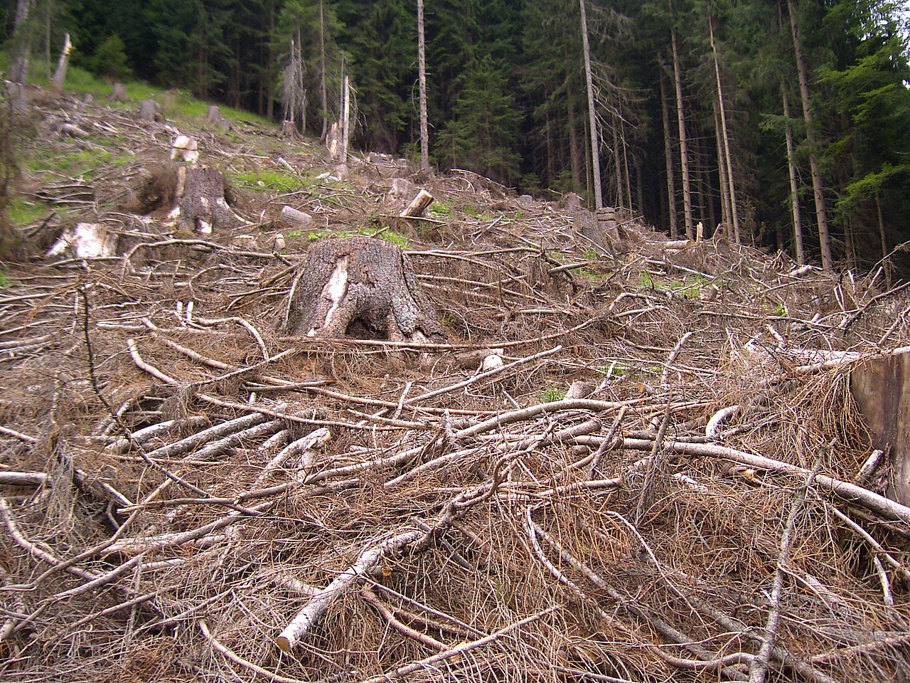 Europe’s forests: Between protection and deregulation
