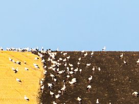 Cover for: Learning from erasure