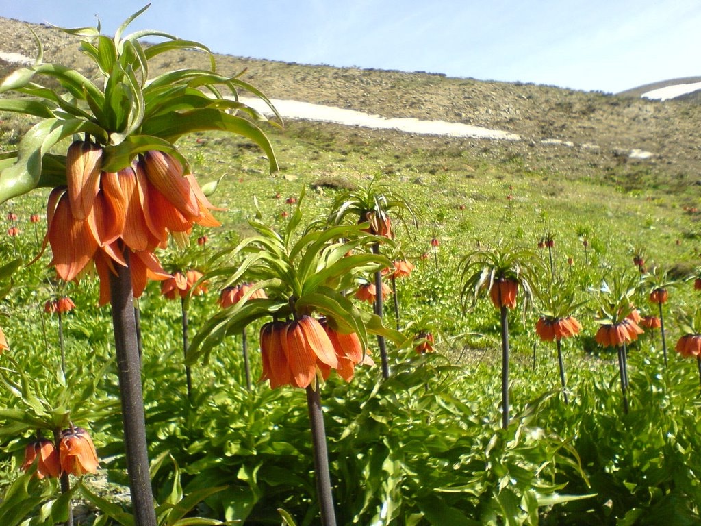 Tulipanes de la calle